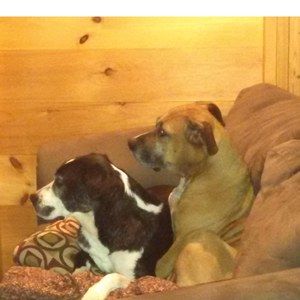 Meet your Posher, Abby